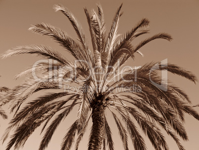 palm tree palm tree