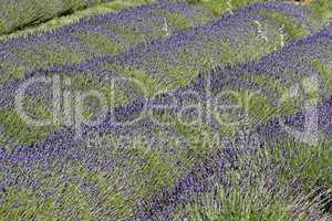 bei Rustrel, Lavendelfelder, Provence