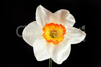 White narcissus flower with yellow petals isolated on black