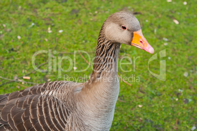 Goose on green grass
