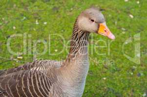 Goose on green grass
