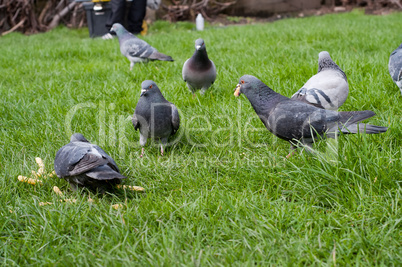 Gray piegons on green grass