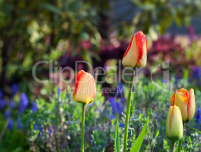 tulips