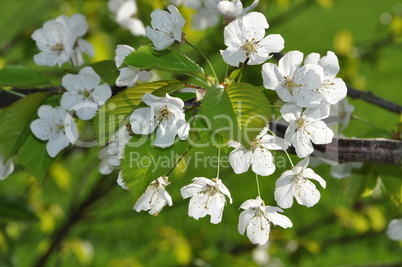 Kirschblüten