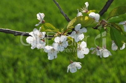 Kirschblüten