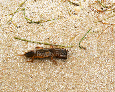Mole cricket (Gryllotalpa)