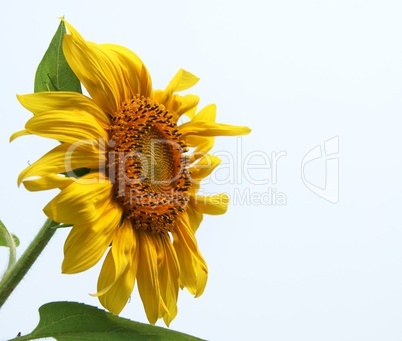 Sunflower isolated