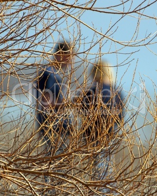 Couple Behind Willow Branches