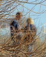 Couple Behind Willow Branches