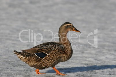 Hen Mallard Duck on Ice