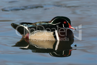 Drake Wood Duck