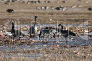 Canada Goose Migration
