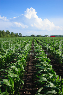 Rows of Corn