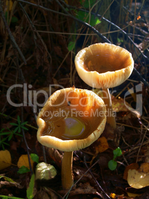 Toadstool as watering place for insects