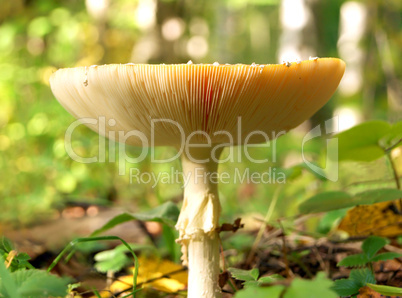 Front view of death cap