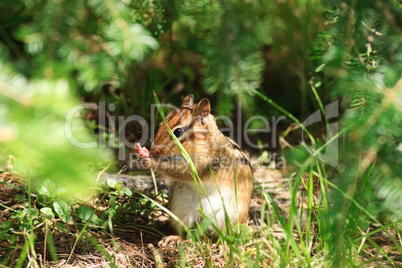 Chipmunk Hides in Undergrowth