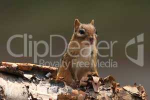 Alert Chipmunk on Birch Bark