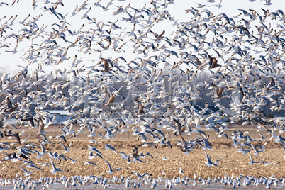 Large Flock of Seagulls