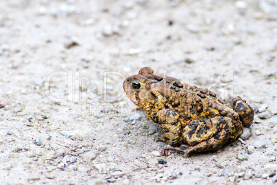 Toad Sitting on Gravel