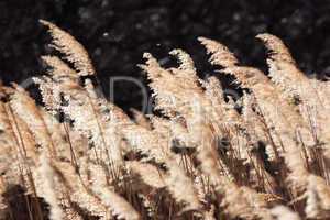 Tall Sunlit Marsh Reeds
