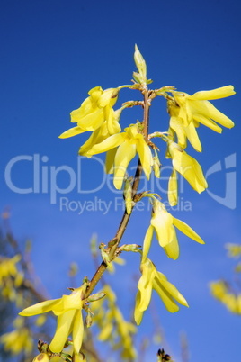 Forsythienblüte