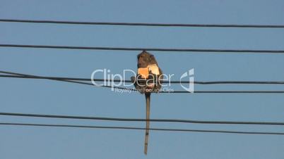 Monkey Eating Bread On A Power Line