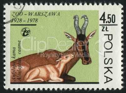 postage stamp