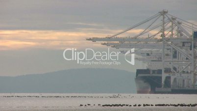 Birds Take Flight At The Port