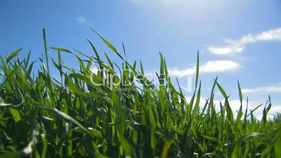 Grass and sky.