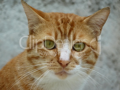 Portrait of young cat