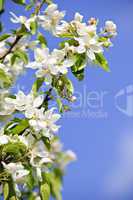 Blooming apple tree branches