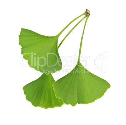 Ginkgo Biloba leaves