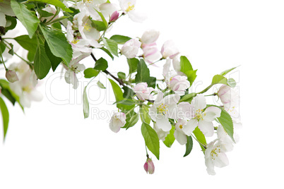 Blooming apple tree branch