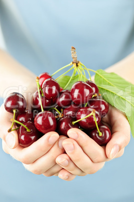 Hands holding bunch of cherries