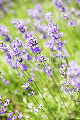 Lavender blooming in a garden