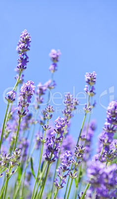 Lavender blooming in a garden