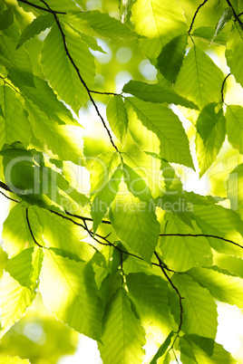 Green spring leaves