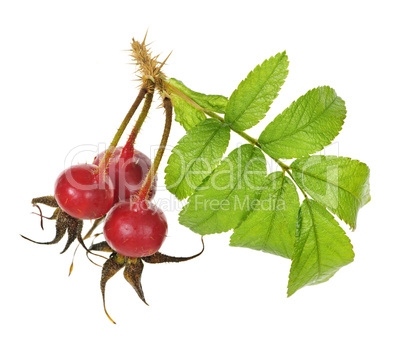 Branch with rose hips