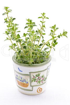 Fresh thyme on white background