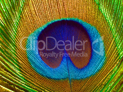 Peacock feather.