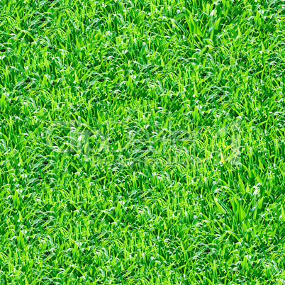 Green grass seamless pattern.