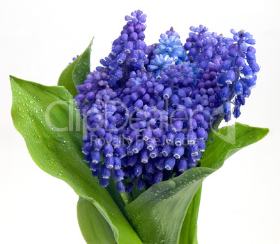 Blue flowers.