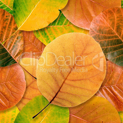 Fall leaf seamless background.