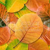 Fall leaf seamless background.