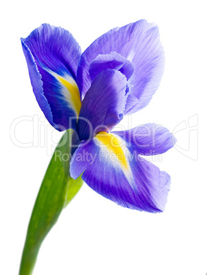 Blue iris.