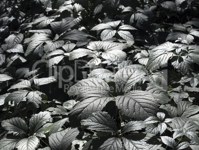 Dark green plants.