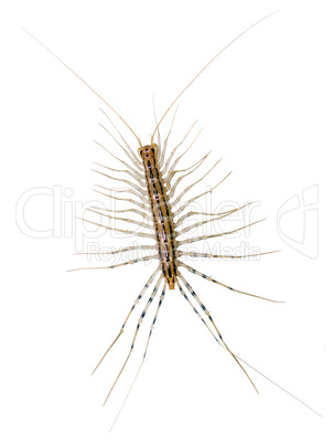House centipede (Scutigera coleoptrata).