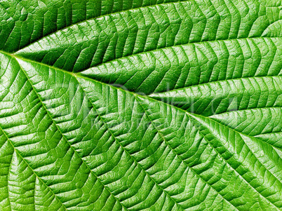 Green leaf.