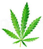 Hemp leaf.