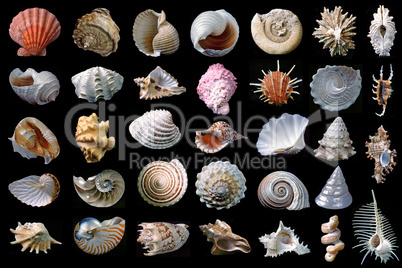 Shells.
